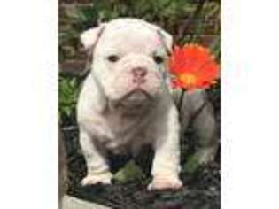 Bulldog Puppy for sale in Marysville, MI, USA