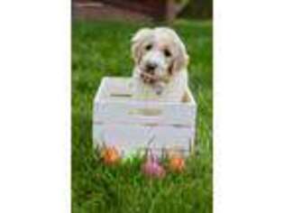 Goldendoodle Puppy for sale in Knightdale, NC, USA