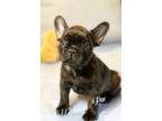 French Bulldog Puppy for sale in Kingston, OK, USA