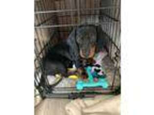 Dachshund Puppy for sale in Reseda, CA, USA