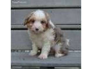 Mutt Puppy for sale in Celina, OH, USA