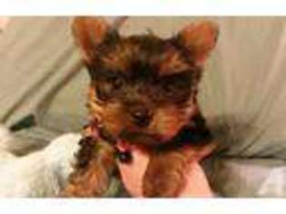 Yorkshire Terrier Puppy for sale in MANSFIELD, TX, USA