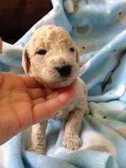 Mutt Puppy for sale in Lake Dallas, TX, USA