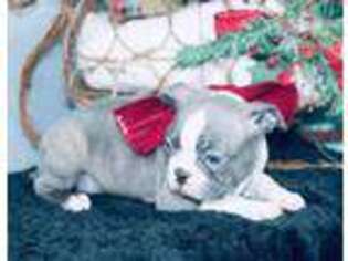 Boston Terrier Puppy for sale in Holden, MO, USA