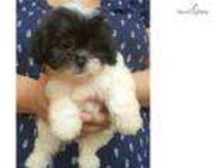 Mal-Shi Puppy for sale in Las Vegas, NV, USA