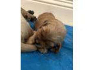 Golden Retriever Puppy for sale in Anna, TX, USA
