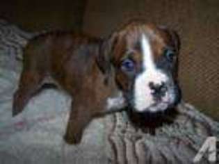 Boxer Puppy for sale in LYNN, IN, USA