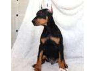 Doberman Pinscher Puppy for sale in Narvon, PA, USA
