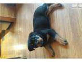 Rottweiler Puppy for sale in Lafayette, IN, USA