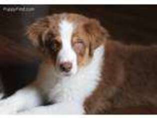 Australian Shepherd Puppy for sale in Bagley, IA, USA
