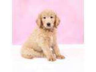 Goldendoodle Puppy for sale in Decorah, IA, USA
