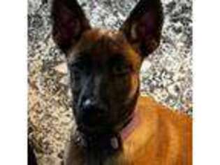 Belgian Malinois Puppy for sale in Columbus, OH, USA