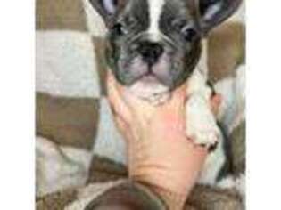 French Bulldog Puppy for sale in Lake Stevens, WA, USA
