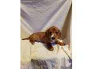 Dachshund Puppy for sale in New Oxford, PA, USA