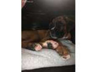 Boxer Puppy for sale in Strafford, NH, USA