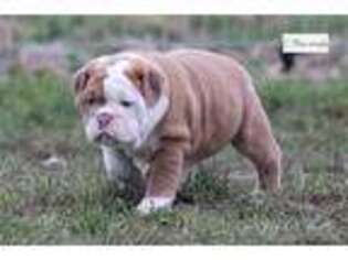 Bulldog Puppy for sale in South Bend, IN, USA