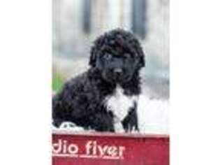 Portuguese Water Dog Puppy for sale in Stevens, PA, USA