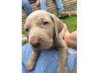Weimaraner Puppy for sale in Spencer, IN, USA