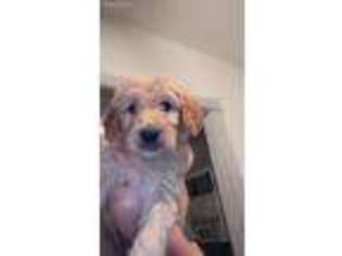 Goldendoodle Puppy for sale in Cherokee, IA, USA