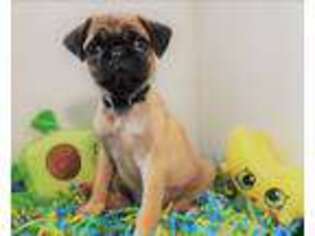 Pug Puppy for sale in Miami, FL, USA
