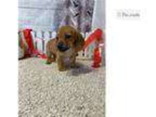 Chiweenie Puppy for sale in Fort Wayne, IN, USA
