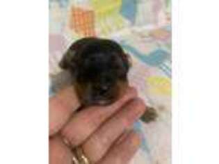 Yorkshire Terrier Puppy for sale in Meridian, MS, USA