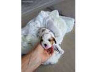 Cavalier King Charles Spaniel Puppy for sale in Menifee, CA, USA