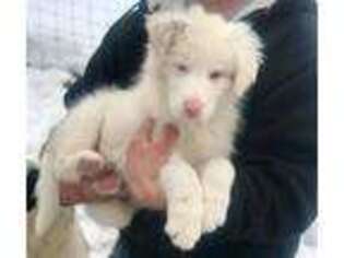 Border Collie Puppy for sale in Narvon, PA, USA