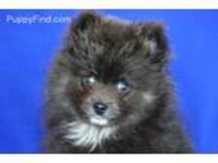 Pomeranian Puppy for sale in Harrison, AR, USA