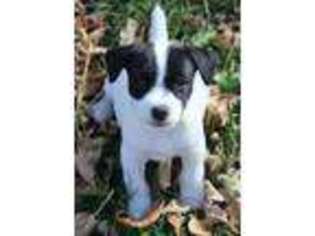 Jack Russell Terrier Puppy for sale in Raymond, MN, USA