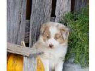 Australian Shepherd Puppy for sale in Lagrange, IN, USA