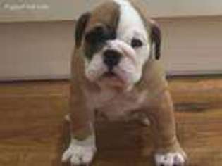 Bulldog Puppy for sale in Ludington, MI, USA