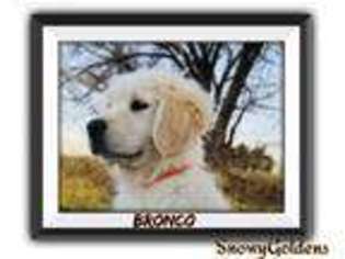 Golden Retriever Puppy for sale in Calhan, CO, USA