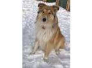 Collie Puppy for sale in Fort Collins, CO, USA