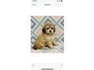 Shih-Poo Puppy for sale in Myrtle Beach, SC, USA