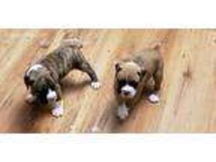 Boxer Puppy for sale in Columbus, OH, USA