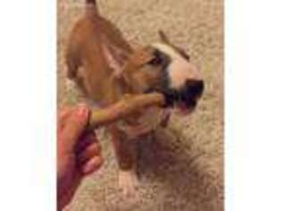Bull Terrier Puppy for sale in Oxford, MS, USA