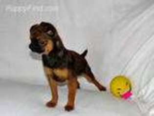 Brussels Griffon Puppy for sale in Little Falls, MN, USA