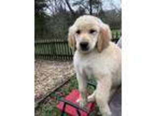 Golden Retriever Puppy for sale in Murfreesboro, TN, USA