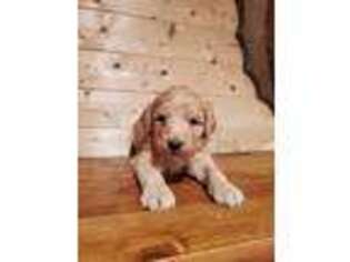 Goldendoodle Puppy for sale in Metropolis, IL, USA