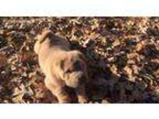 Mutt Puppy for sale in Mountain View, AR, USA
