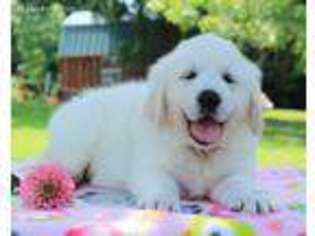 Golden Retriever Puppy for sale in Dunnville, KY, USA