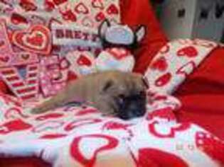 French Bulldog Puppy for sale in Hollister, MO, USA