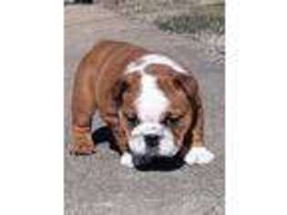 Bulldog Puppy for sale in Seymour, MO, USA
