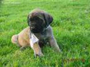 Mastiff Puppy for sale in Springfield, OH, USA