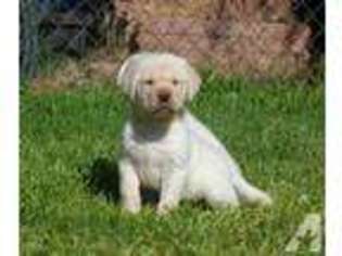 Labrador Retriever Puppy for sale in NORCO, CA, USA