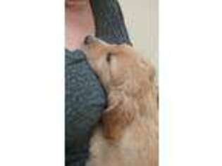 Golden Retriever Puppy for sale in Anamosa, IA, USA