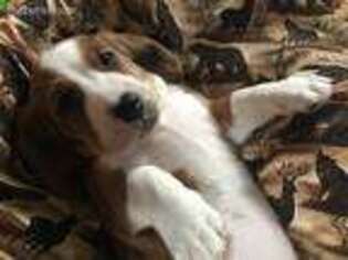 Basset Hound Puppy for sale in Oregon, IL, USA