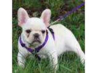 French Bulldog Puppy for sale in Peace Valley, MO, USA