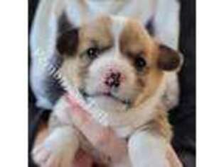 Pembroke Welsh Corgi Puppy for sale in Jessup, MD, USA